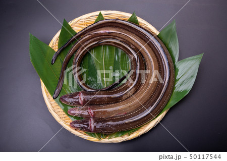 アナゴ　穴子 50117544