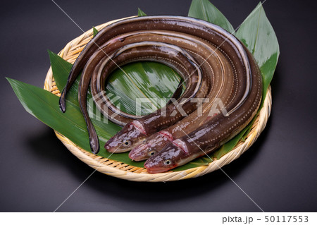 アナゴ　穴子 50117553