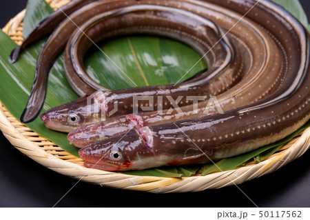 アナゴ 穴子 アナゴ 穴子 50117562