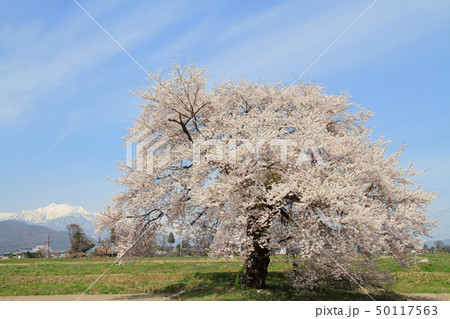 須沼の一本桜 長野県大町市 須沼の一本桜 長野県大町市 50117563