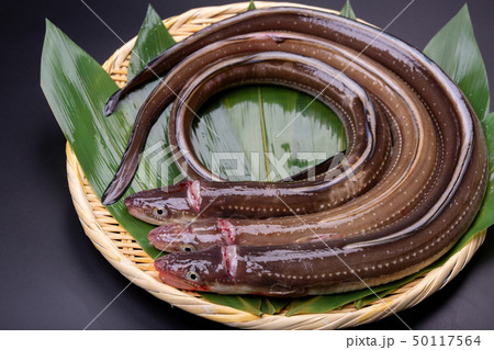 アナゴ　穴子 50117564