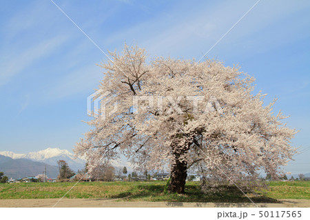 須沼の一本桜　長野県大町市 50117565