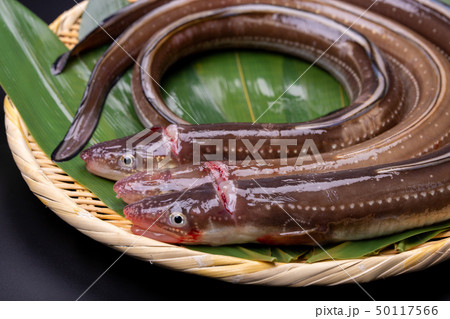 アナゴ 穴子 アナゴ 穴子 50117566