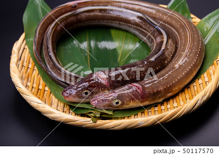 アナゴ 穴子 アナゴ 穴子 50117570