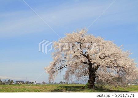 須沼の一本桜 長野県大町市 須沼の一本桜 長野県大町市 50117571