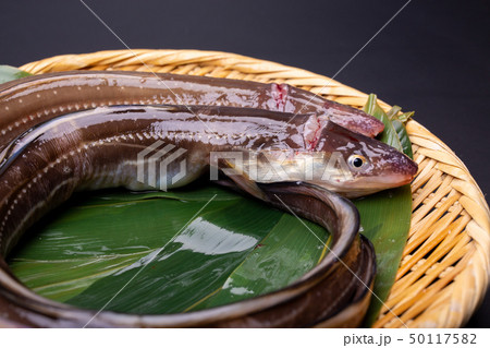 アナゴ　穴子 50117582