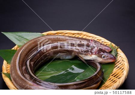 アナゴ 穴子 アナゴ 穴子 50117588