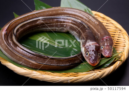 アナゴ　穴子 50117594