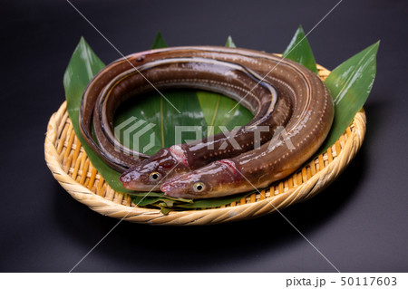 アナゴ　穴子 50117603