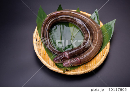 アナゴ　穴子 50117606