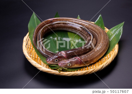 アナゴ　穴子 50117607