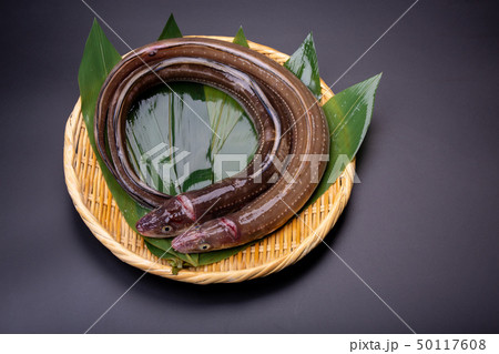 アナゴ　穴子 50117608