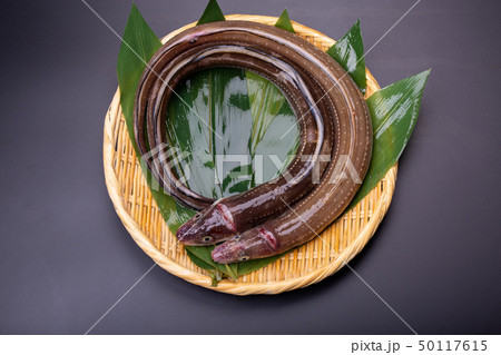 アナゴ　穴子 50117615