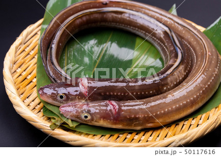 アナゴ 穴子 アナゴ 穴子 50117616