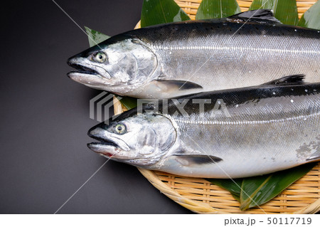 鮭　サケ　魚 50117719