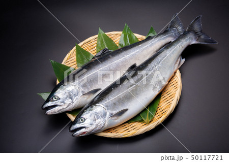 鮭　サケ　魚 50117721