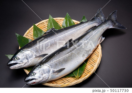 鮭　サケ　魚 50117730