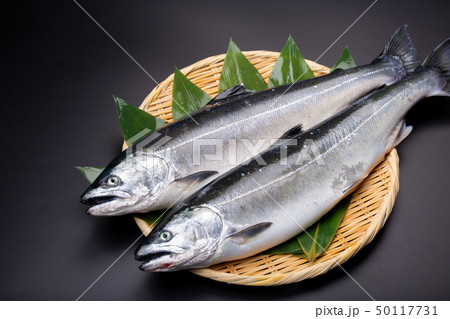 鮭 サケ 魚 鮭 サケ 魚 50117731