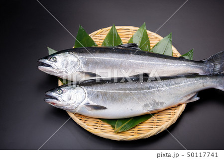 鮭　サケ　魚 50117741