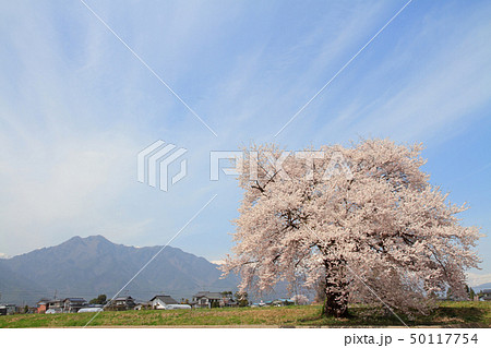 須沼の一本桜 長野県大町市 須沼の一本桜 長野県大町市 50117754