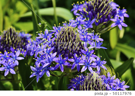 オオツルボ 50117976