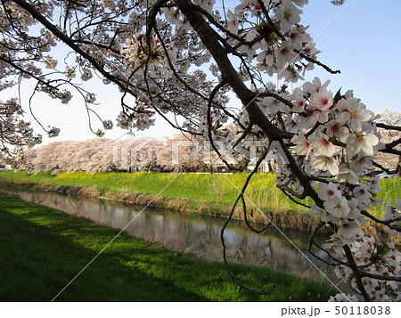 川沿いの桜と菜の花 50118038