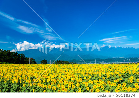 山梨県 北杜市明野 ひまわり畑と南アルプス 山梨県 北杜市明野 ひまわり畑と南アルプス 50118274