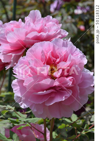 ボタン（吉野川） 50118312