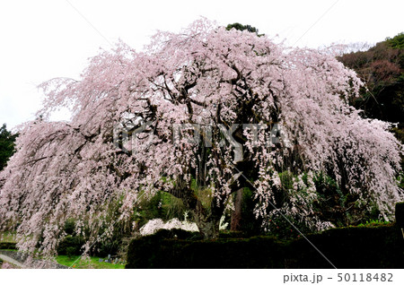 中越家の枝垂れ桜 50118482