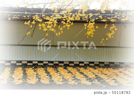 瓦屋根に積もる銀杏の葉 50118782