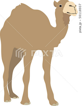 駱駝 ラクダ フタコブラクダ 砂漠 のイラスト 175 0088
