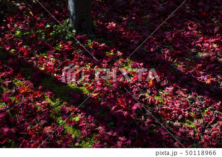 秋 紅葉 影 50118966