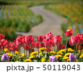 お花畑 50119043