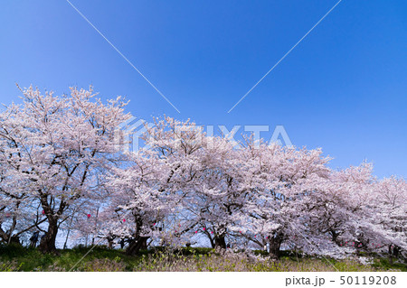 埼玉県幸手市　権現堂堤の桜 50119208