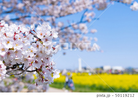 埼玉県幸手市　権現堂堤の桜 50119212