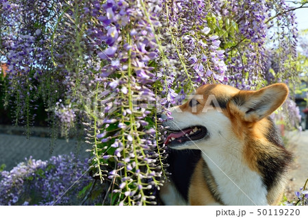 藤の花といっしょ 50119220