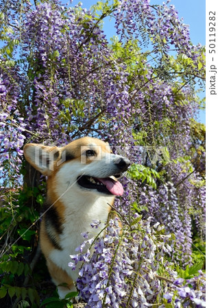 藤の花といっしょ 50119282