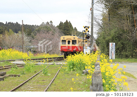春の小湊鉄道　里見駅 50119323