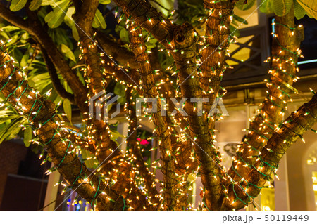 string lights hanging on tree in the garden  50119449