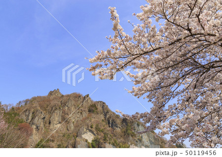岩井堂　小野上　渋川　桜 50119456