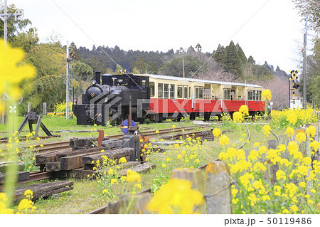 春の小湊鉄道 里見駅のトロッコ列車の写真素材