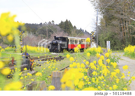 春の小湊鉄道　里見駅のトロッコ列車 50119488