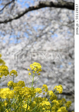 満開の花・印旛沼公園 満開の花・印旛沼公園 50119637