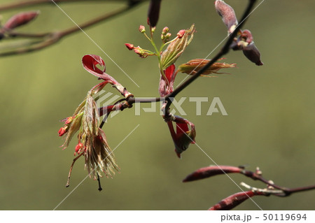 自然　植物　オオモミジ、イロハモミジの変種。『イロハ』に少し遅れて芽吹きました 50119694