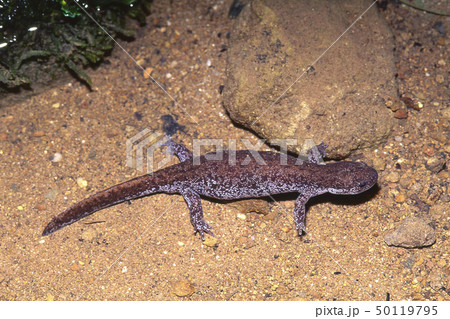 ホクリクサンショウウオ雌 ホクリクサンショウウオ雌 50119795