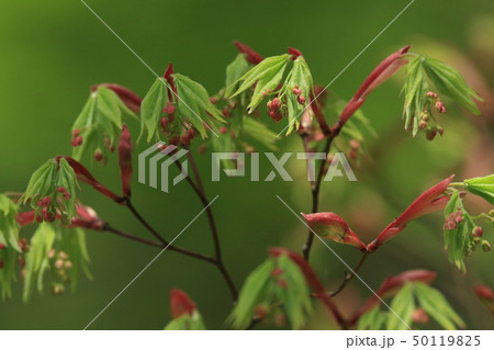 自然　植物　オオモミジ、芽吹いて十日ほど。赤い鞘状のものは芽鱗でしょうか？ 50119825