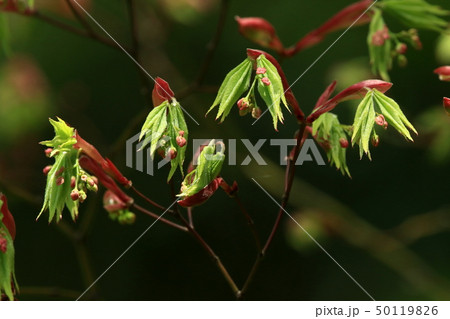 自然 植物 オオモミジ、芽吹いて十日ほど。若葉の緑と蕾の赤が美しい 自然 植物 オオモミジ、芽吹いて十日ほど。若葉の緑と蕾の赤が美しい 50119826