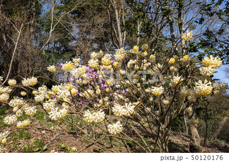 城山カタクリの里 50120176