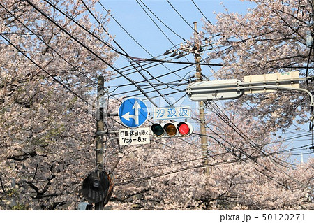 汐汲坂のソメイヨシノ 50120271