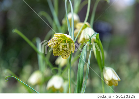 アミガサユリ バイモの花 貝母 アミガサユリ バイモの花 貝母 50120328